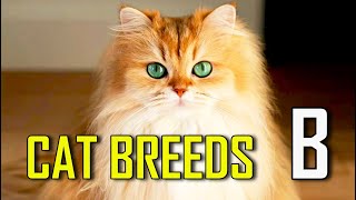 CAT BREEDS  List of cat breeds that start with B [upl. by Millicent645]