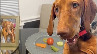 Dog food reviews with Maggie the Vizsla [upl. by Arette]