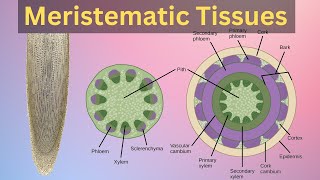 Meristematic tissues in plant Meristematic tissues in plants class 11Meristematic tissues class9 [upl. by Asiled676]