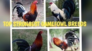 TOP STRONGEST GAMEFOWL BREEDS [upl. by Tess]