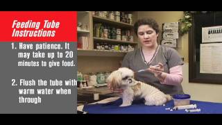 How to Tube Feed Your Pet [upl. by Orlantha]