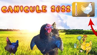 CANICULE 2022  Protéger ses POULES de la Chaleur 🌡️ TUTO POULES [upl. by Elleiram]