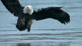 Bald Headed Eagle catches salmon [upl. by Hartzell]