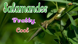 LIVE DICTIONARY  4K Animal Footage  SALAMANDER  KỲ NHÔNG  SALAMANDRE  SALAMANDRA  n39 vlog [upl. by Jean-Claude]