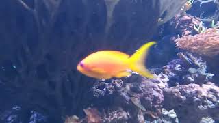 Lyretail Anthias Pseudanthias squamipinnis [upl. by Nalahs]