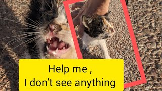 rescue an abandoned little kittenshe sees nothing 😢cat rescue save abandoned [upl. by Arihaj]