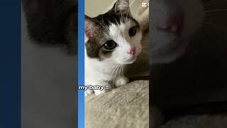 LOAF CAT 😨🫶🏻  fypシ゚ viralvideo [upl. by Chanda81]