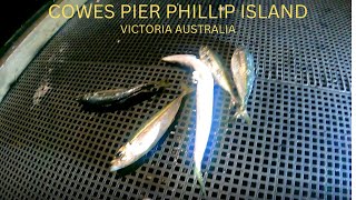 FISHING IN COWES PIER PHILLIP ISLAND VIC AUSTRALIA [upl. by Eillat145]