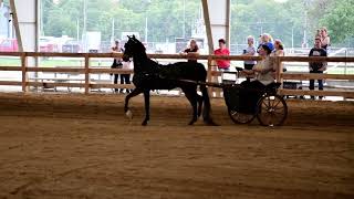 Emily and Jeff in Class 5  Hackney Pony Show Pleasure Driving  Dayton Horse Show on July 31 2024 [upl. by Brosine235]