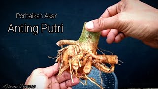 Perbaikan Akar Sebelum Di Tanam Anting Putri [upl. by Nwahsud]