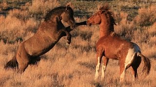 South Steens stallion quotValorquot in battle for mares [upl. by Zennas]