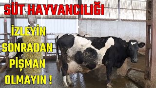 SÜT HAYVANCILIĞI  İZLEYİN BATMAYIN süthayvancılığı büyükbaşhayvancılık [upl. by Themis]