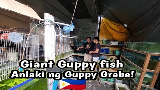 quotNakatagong mga Guppy strain ating pinasokquotito sikreto niya sa pagaalaga ng guppy fish😱 [upl. by Anoet894]