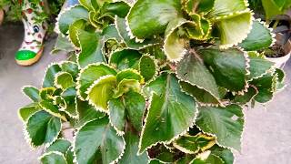 Acalypha plant care and grow tips [upl. by Israel]