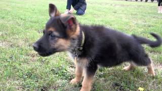 German Shepherd Puppy Barking [upl. by Evetta]