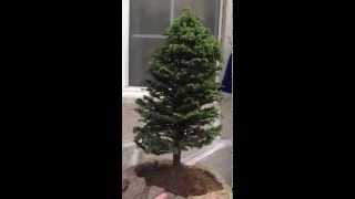 Cryptomeria japonica bonsai [upl. by Nnair]