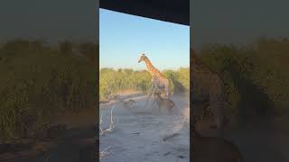 Lion Rides Giraffe to Bring it Down [upl. by Enelie]