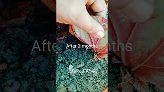 begonia leaf propagationLals Food World short [upl. by Esya]