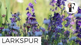 Fall Planting Growing Larkspur from Seed Cut Flower Farm Gardening for Beginners Hardy Annual Flower [upl. by Robin]