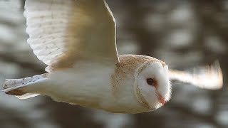 SlowMo Barn Owl in Flight  Unexpected Wilderness  BBC Earth [upl. by Burkley]