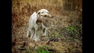 Working Italian Spinone [upl. by Neened]