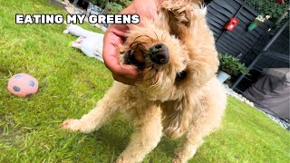 My Toy Poodle Eats amp Rolls In The Grass [upl. by Zackariah985]