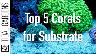 Top 5 Corals for the Substrate [upl. by Eirahs915]