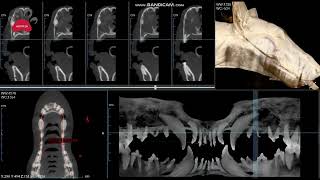 CBCT Clinical Case Sharing Issue 11 Dental Panoramic X ray and sections Dog 15kg [upl. by Stacia]