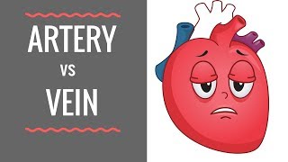 Arteries vs Veins  Circulatory System [upl. by Nivram348]