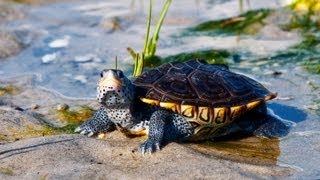 Whats a Diamondback Terrapin Turtle  Pet Turtles [upl. by Terra70]