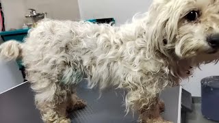 Neglected maltese dog [upl. by Akire]