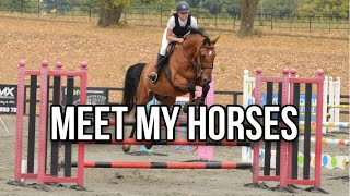 Meet my horses  Welcome to my channel [upl. by Inilam]