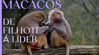 De Filhote a Líder A Fascinante Jornada dos Macacos [upl. by Elladine]