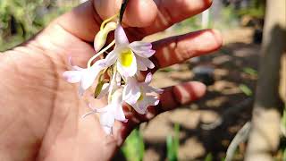 Dendrobium spathilingue anggrek air mancur 😍 [upl. by Yancey]