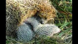 Igel Erinaceus europaeus Jungen am säugen  Young Hedgehog suckling [upl. by Hajidahk287]