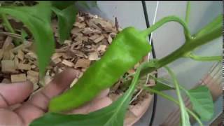 ⟹ Cubanelle Sweet Pepper Capsicum annuum var annuum pepper [upl. by Trometer]