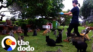 Tropical Paradise Is Home To 600 Cats  The Dodo [upl. by Meakem]