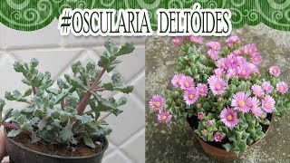 Suculentadodia  Oscularia Deltóides [upl. by Knuth]