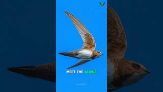 Meet the Alpine Swift The Bird That Sleeps While Flying  Zain Sheikh [upl. by Needan615]