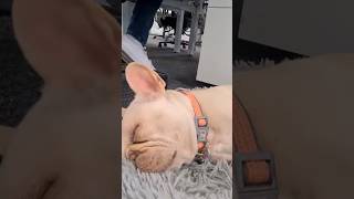 Dog snoring 🐶 Check out the pet products  httpsrealpetfoodcocomau [upl. by Sevy454]