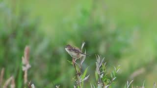 Graszanger Zitting Cisticola [upl. by Memberg]