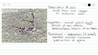 Stratified Cuboidal Epithelium [upl. by Tat710]