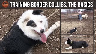 Training Border Collies The Basics [upl. by Leonelle479]