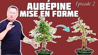 PREMIÈRE mise en FORME dune AUBÉPINE 🌱 NEJIKAN BONSAI [upl. by Eelarak355]