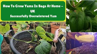 How To Grow Yams In Bags At Home  UK  Successfully Overwintered Yam [upl. by Readus578]