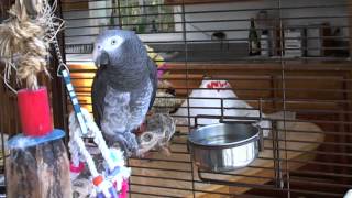 Roscoe  Timneh African Grey Parrot Talking [upl. by Rumit116]