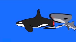 Shark Eats Whale [upl. by Ot]