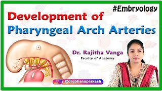 Development of Pharyngeal Arch Arteries  Embryology [upl. by Polash801]