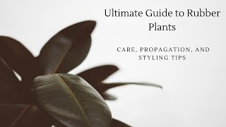 Ultimate Guide to Rubber Plants Care Propagation and Styling Tips [upl. by Nalak994]