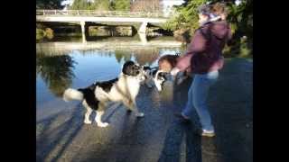 12 weeks old Landseers swimming [upl. by Zeba]